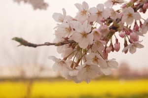 みなみの桜と菜の花