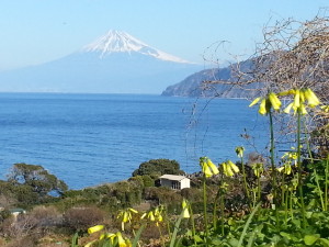 野花と富士山