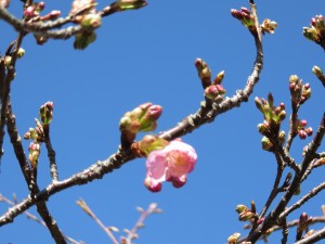 しんしまの河津桜