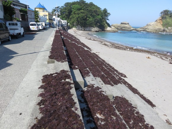 干される海藻２