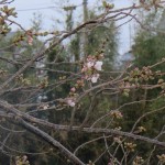 松崎桜2015開花